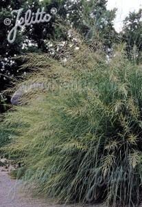 gza384 sporobolus trava